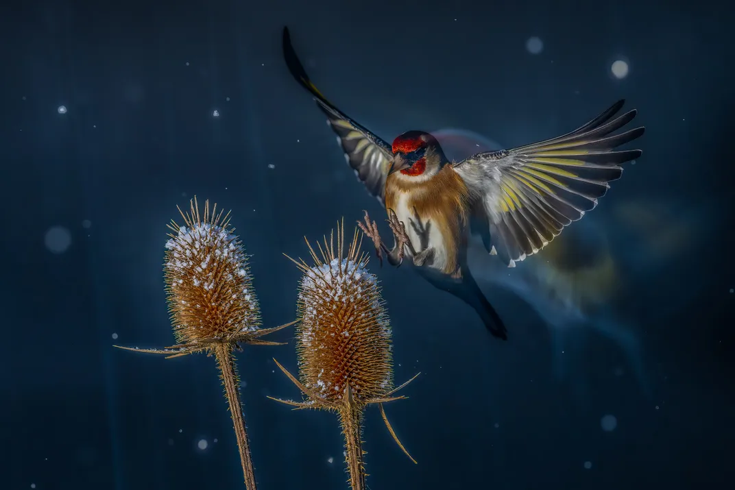Bird flapping its wings while preparing to land on a bushy brown plant