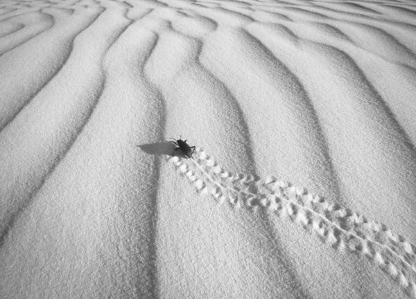 beetle on the dunes thumbnail