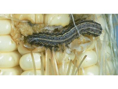 The fall armyworm is native to the Americas, but has quickly invaded southern Africa and is wreaking havoc on crops there.