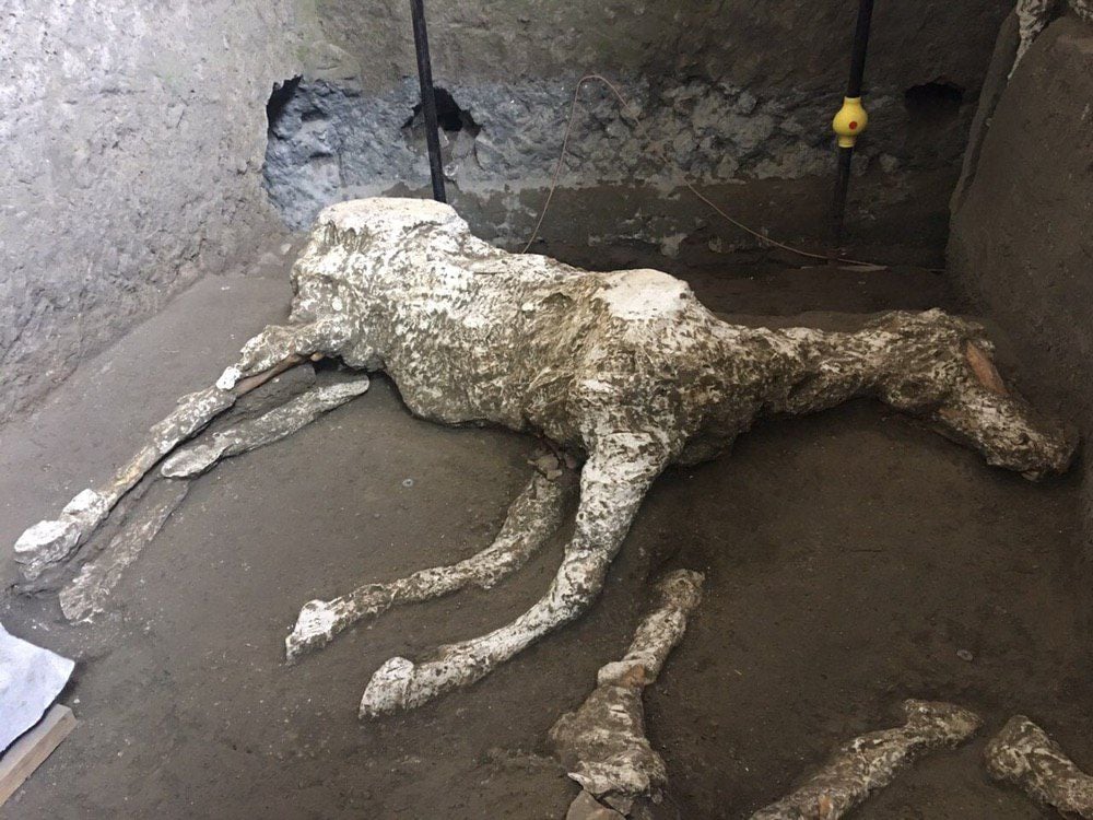 Archaeologists find remains of horses in ancient Pompeii stable