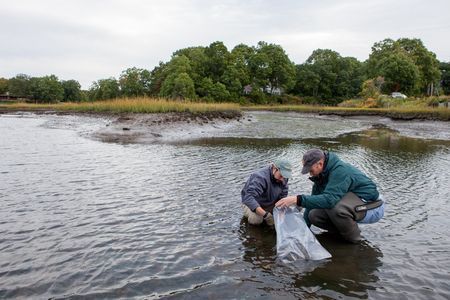 Stephen Durham (left) and his father, Michael Durham, gather shells from Fence Creek in Madison, Connecticut. 