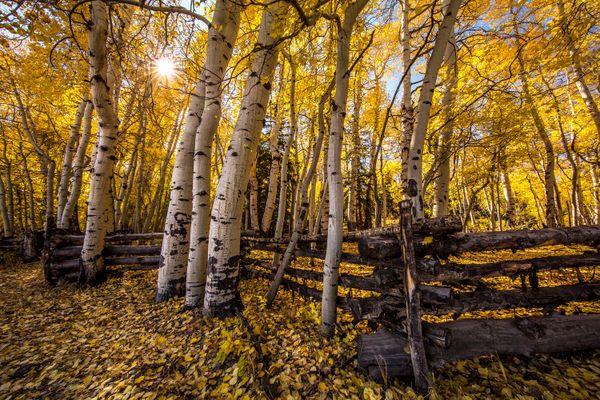 Bole Fence and Aspen Trees in Autumn thumbnail