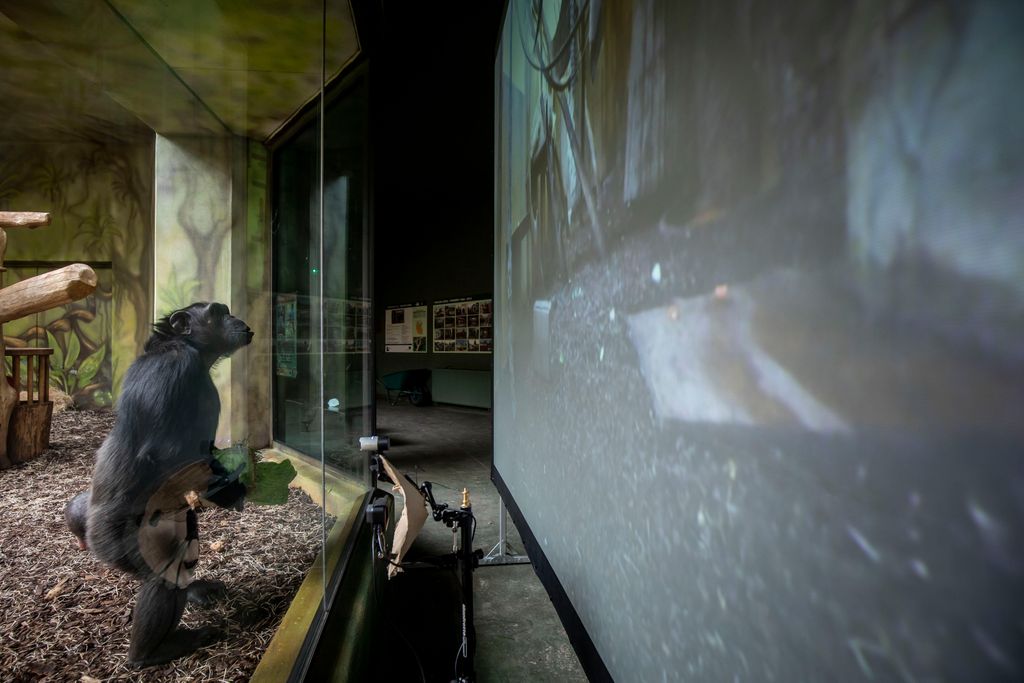 A Chimpanzee watches a live-stream on a screen set up in an enclosure at the Safari Park on March 19, 2021 in Dvur Kralove nad Labem, Czech Republic