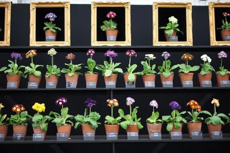 Chelsea Flower Show