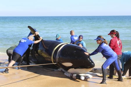 The female whale was found stranded in January on a beach near Palm Coast, Florida.