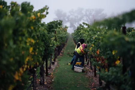 Harvesting one of the vineyards at B Cellars in Napa Valley.