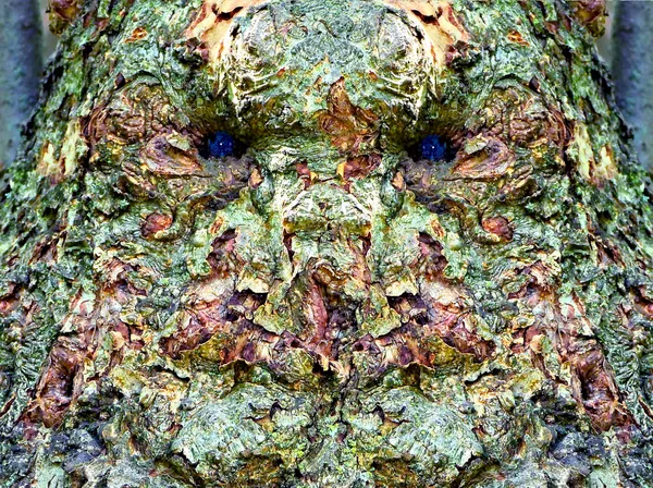 Eye of an Apple Tree thumbnail