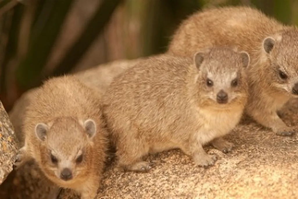 Rock hyraxes in Serengeti National Park, Tanzania