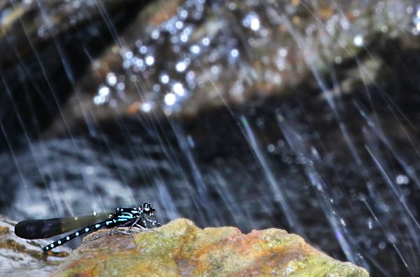 A male blue jewel damselfly by a cascade thumbnail