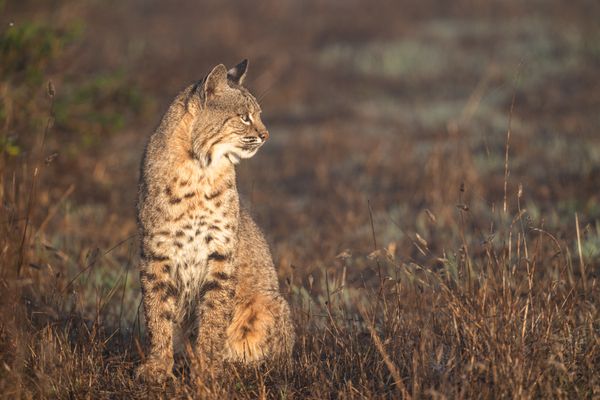 A bobcat stares into the morning sunrise thumbnail