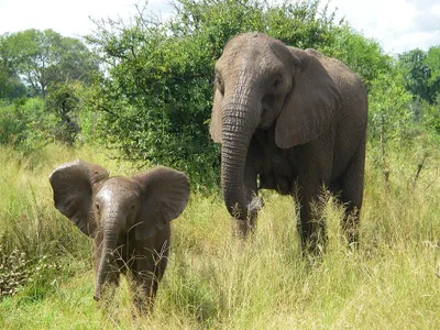 infant elephants