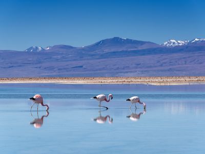Flamingos in the Atacama region of Chile