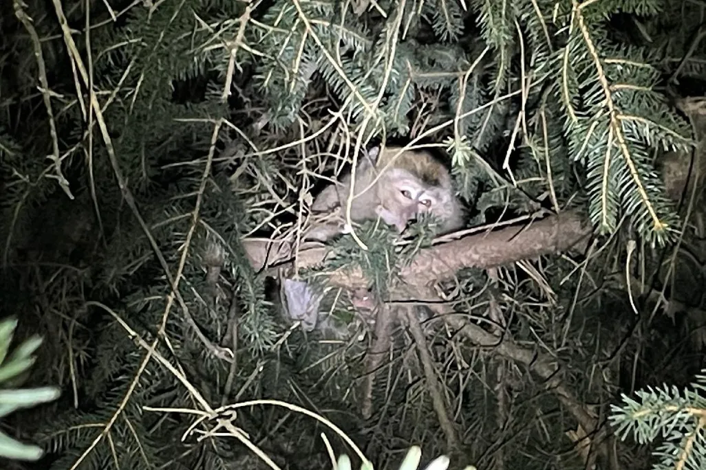 An image of a long-tailed macaque hiding in a tree