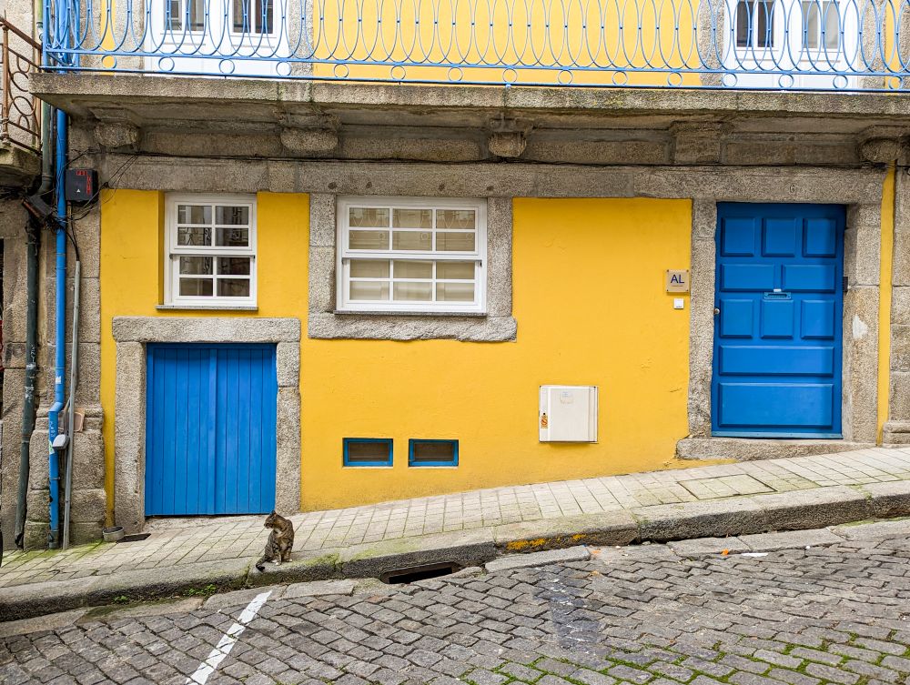 A cat in Lisbon, Portugal.