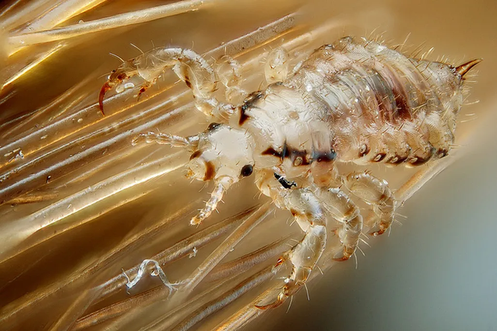Male head louse
