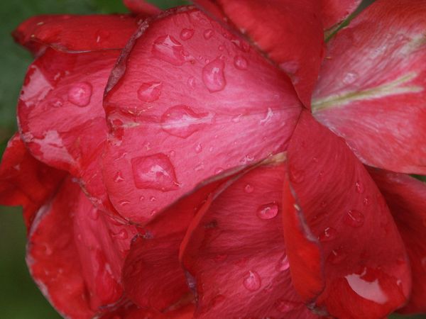 The Little Prince's Rose suffers some little storm thumbnail