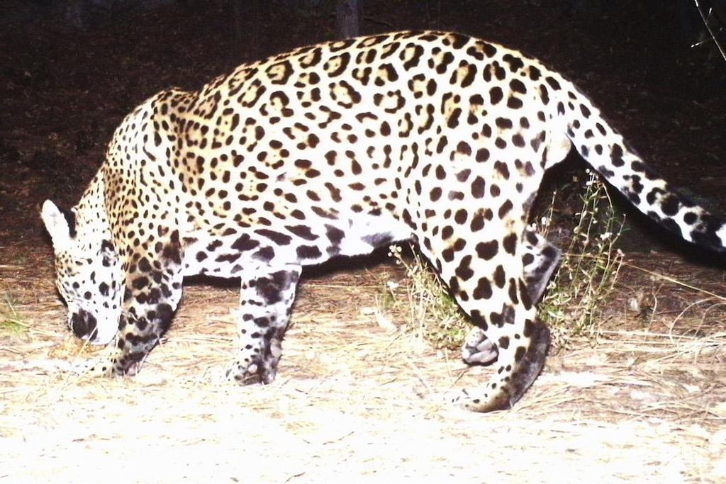 Jaguar