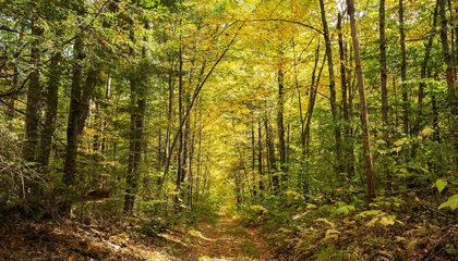 What 30 Years of Studying the New England Woods Reveals About the Colors of Changing Leaves