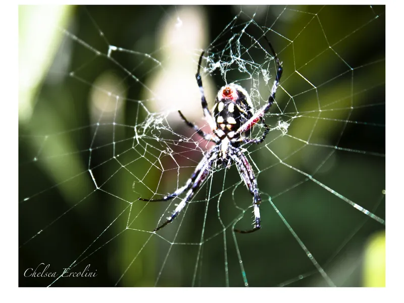 Spider caught in his web Smithsonian Photo Contest Smithsonian Magazine