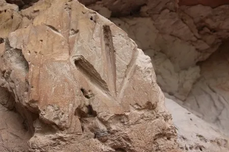 The rock art was discovered in the&nbsp;Jalap&atilde;o region, located in the east of Tocantins,&nbsp;Brazil.