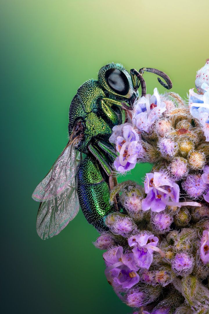 6 cuckoo wasp on a flower