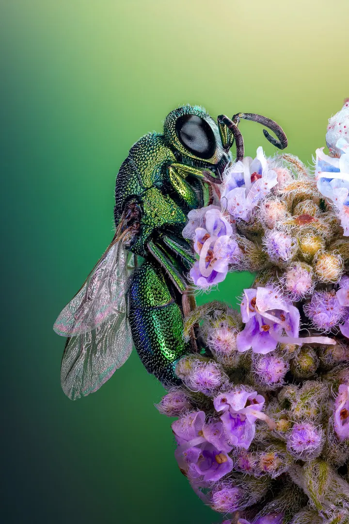 6 cuckoo wasp on a flower