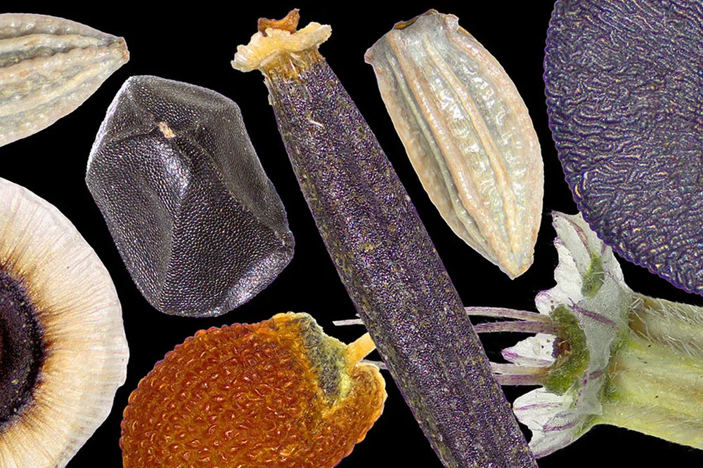 Seeds