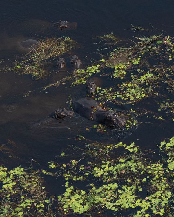 Okavango Hippos thumbnail