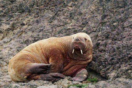 The juvenile walrus spent two days resting in Pembrokeshire, Wales before returning to sea.