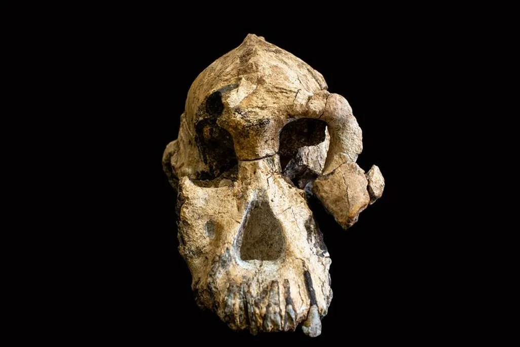 Australopithecus skull