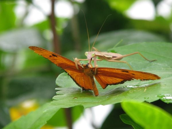 Praying Mantis and The Julia Butterfly thumbnail