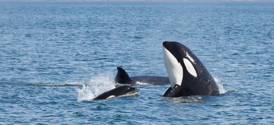  Pod of Orca whales 