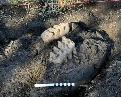 The excavated mastodon teeth