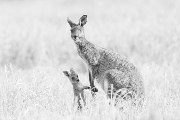 Mother and joey in a field thumbnail