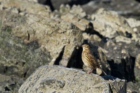 The South Georgia pipit has been one of the hardest-hit species by the island's rodent population. The government announced Monday that the island is now rodent free. 