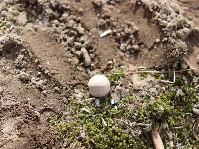 The five musket balls were found near the Concord River in Massachusetts, just under 20 miles northwest of Boston.