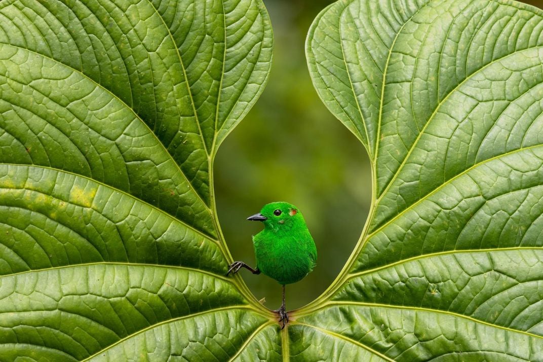 a green bird perched at the center of a heart-shaped leaf that resembles its green hue