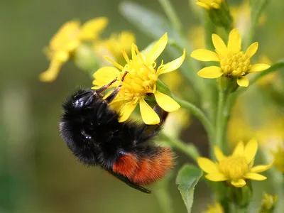 Bumblebees, on the whole, are better adapted for cooler temperatures than for heat&mdash;one species, Bombus polaris, even lives in the Arctic.