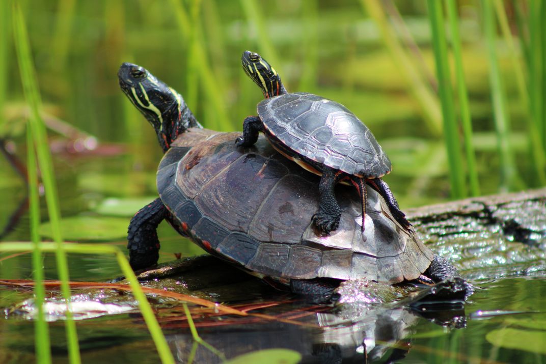 A smaller turtle climbs on the back of a larger one