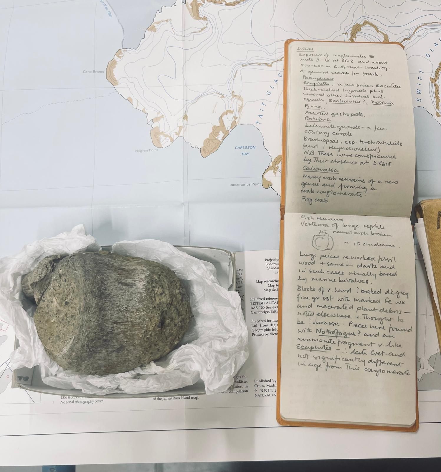 The Forgotten Fossil and Its Long-Awaited Identification