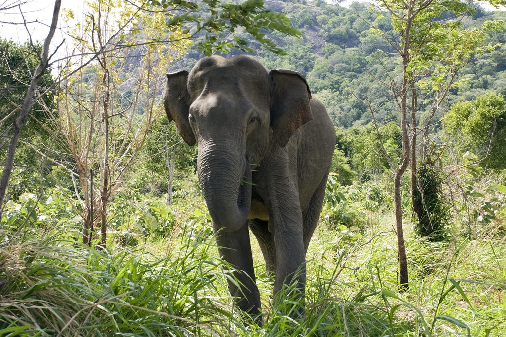 An Asian elephant in Sri Lanka