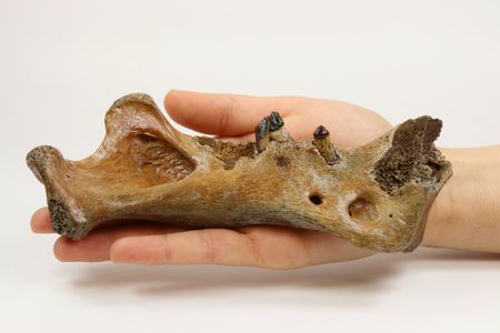A Homotherium jawbone found in the North Sea.