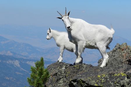 Mountain goats at Yellowstone National Park