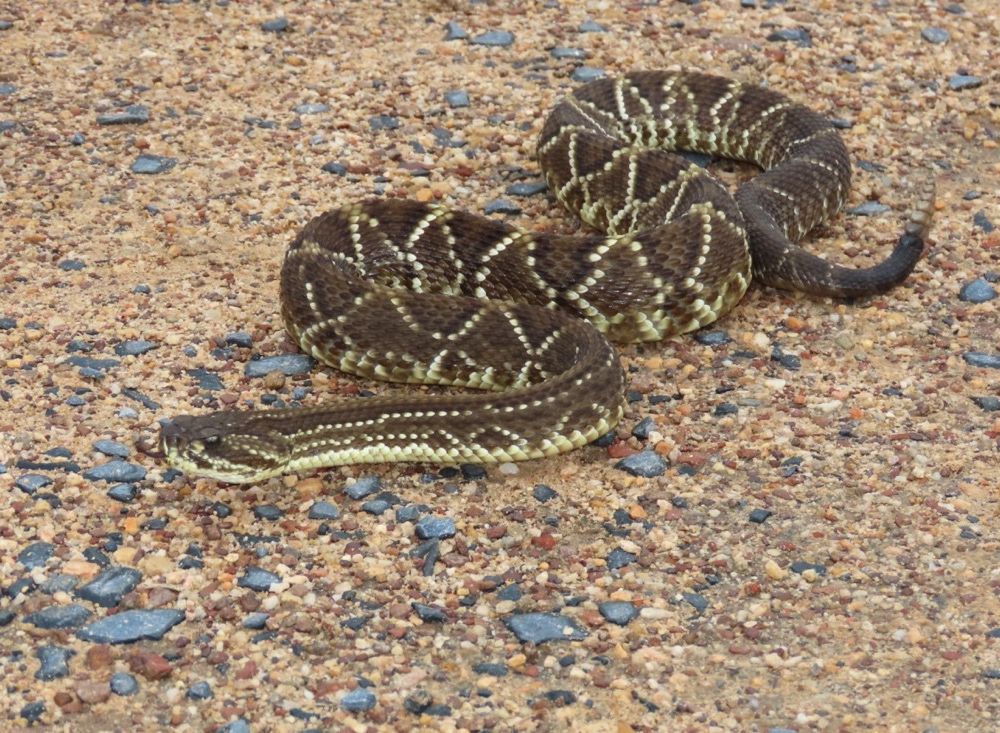 The neotropical rattlesnake, Crotalus durissus, inhabits at least 11 South American countries. This species of viper is widespread and thrives in dry climates. (Carla da Silva Guimarães)