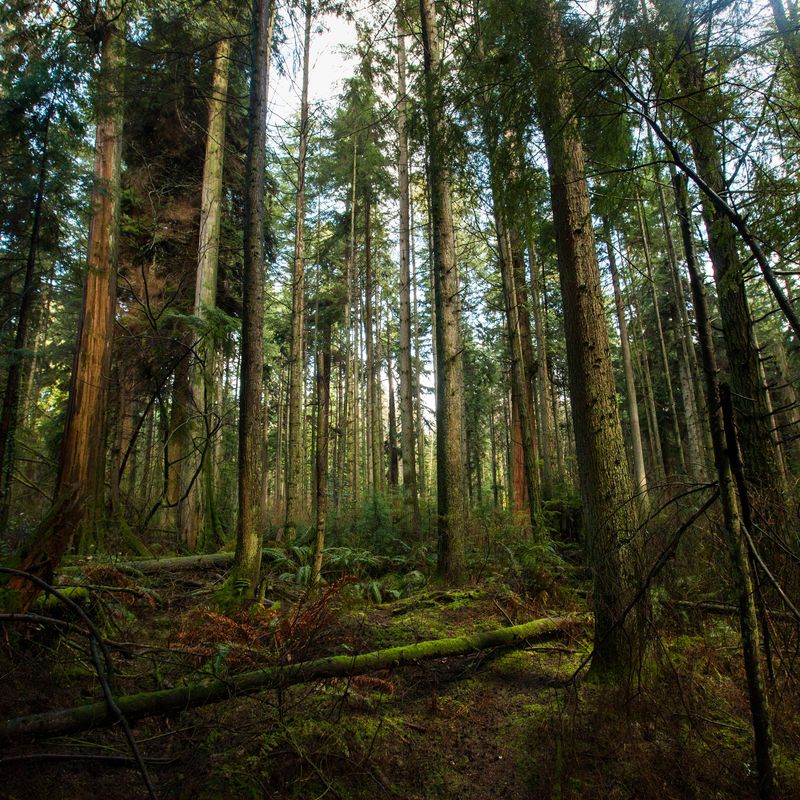 Discovering the forest wonders of Africa -- and the threats they face