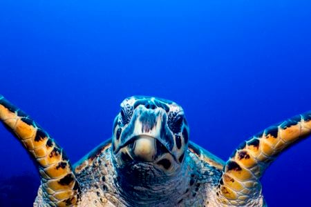 A green turtle.