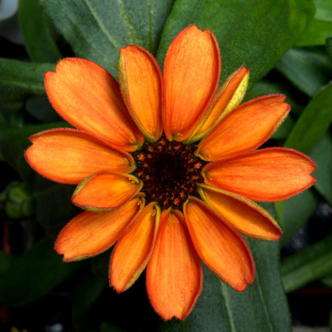 Check Out the First Flower Grown in Space