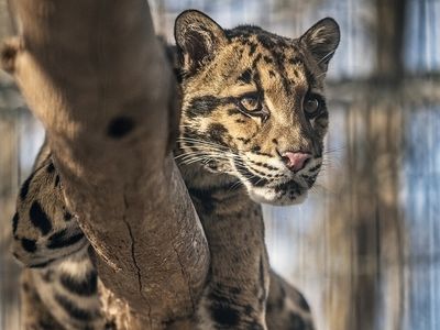 Take a virtual field trip to the Smithsonian Conservation Biology Institute to see clouded leopards in a National Museum of Natural History Program streaming Jan 13. (Smithsonian)
