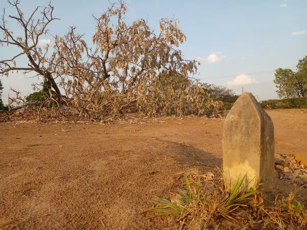 Here We mourn the trees thumbnail