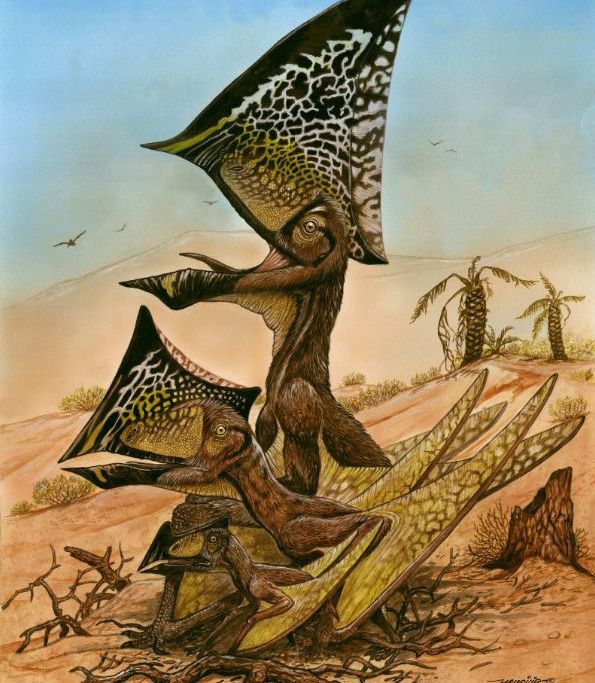 Artist's rendering of C. dobruskii